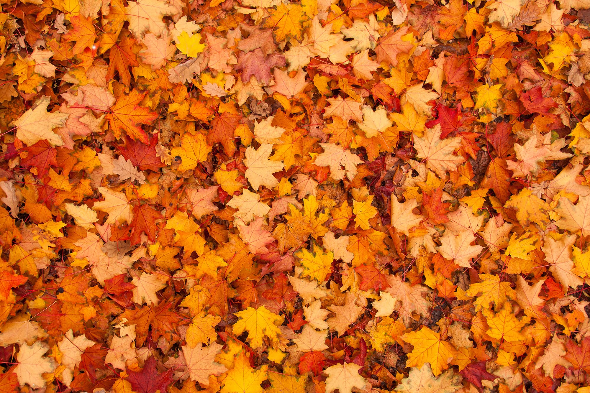 Enjoying Autumn in Portugal